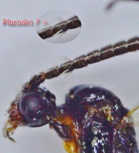 Aphidius rosae